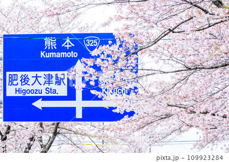 道路案内板　桜街道スポットに映える数キロの桜トンネル　ドライブ観光ポット大津街道　(菊池郡大津町) 109923284