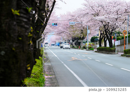 桜街道スポットに映える数キロの桜トンネル　ドライブ観光ポット大津街道　(菊池郡大津町) 109923285