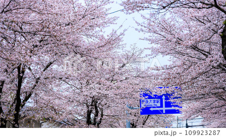 道路案内板　桜街道スポットに映える数キロの桜トンネル　ドライブ観光ポット大津街道　(菊池郡大津町) 109923287
