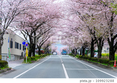 桜街道スポットに映える数キロの桜トンネル ドライブ観光ポット大津街道 (菊池郡大津町) 桜街道スポットに映える数キロの桜トンネル ドライブ観光ポット大津街道 (菊池郡大津町) 109923288
