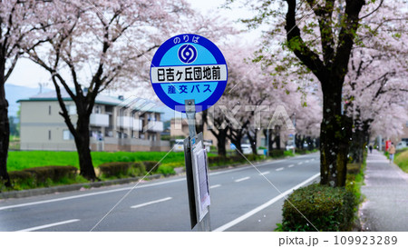 バス停 桜街道スポットに映える数キロの桜トンネル ドライブ観光ポット大津街道 (菊池郡大津町) バス停 桜街道スポットに映える数キロの桜トンネル ドライブ観光ポット大津街道 (菊池郡大津町) 109923289
