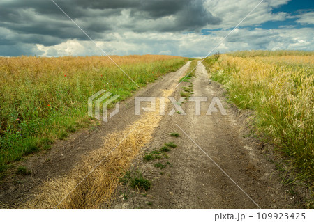 Straight dirt road next to a field with cereals and cloudy sky, July day 109923425