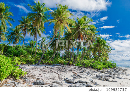 Coconut holiday beach on Maldives island, ideal place for chilling. Tropical banner 109923757