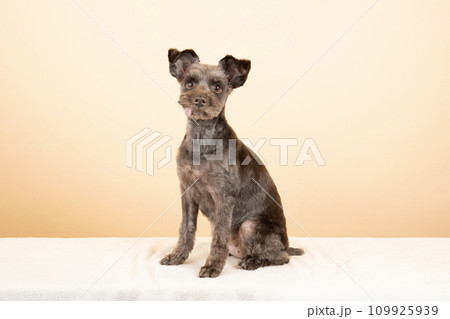 ベージュバックとミニチュアシュナウザー ベージュバックとミニチュアシュナウザー 109925939