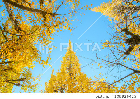 神宮外苑のイチョウ並木 109926425