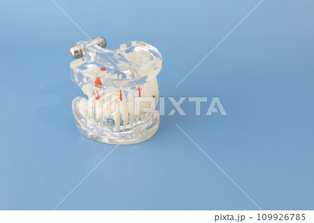 Study Standard Typodont or Periodontal Disease Teeth Model for Laboratory Teaching on Blue Background Mockup, Copy Space For Text. Horizontal Template. Oral Health. Study Standard Typodont or Periodontal Disease Teeth Model for Laboratory Teaching on Blue Background Mockup, Copy Space For Text. Horizontal Template. Oral Health. 109926785