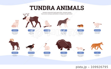 Infographic about tundra animals with names flat style, vector illustration Infographic about tundra animals with names flat style, vector illustration 109926795