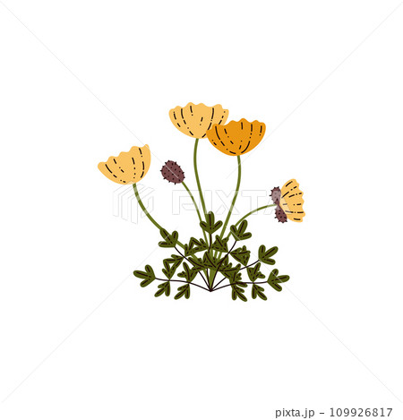 Flowers of Arctic or Polar poppy of North Pole and tundra, vector isolated. Flowers of Arctic or Polar poppy of North Pole and tundra, vector isolated. 109926817