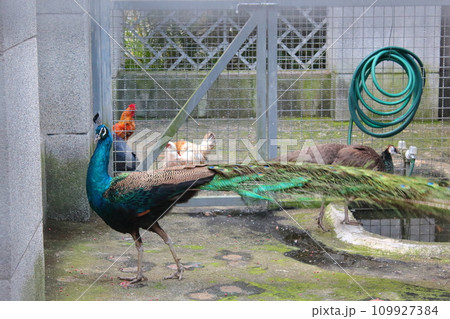 動物 動物学 鳥 109927384