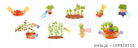 Harvest with Hands Pick and Carry Ripe Crops Vector Set 109928558
