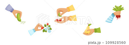 Harvest with Hands Pick and Carry Ripe Crops Vector Set 109928560