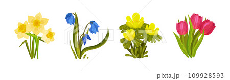 Wildflower and Botany Growing on Green Stem Vector Set 109928593