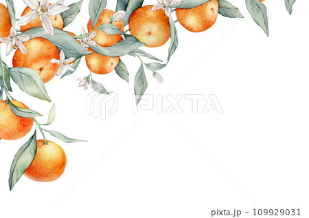 Watercolor frame illustration orange tangarine and green leaves isolated on white background. border hand painted natural plant twigs with fresh citrus fruits for design. Banner with mandarin branches Watercolor frame illustration orange tangarine and green leaves isolated on white background. border hand painted natural plant twigs with fresh citrus fruits for design. Banner with mandarin branches 109929031