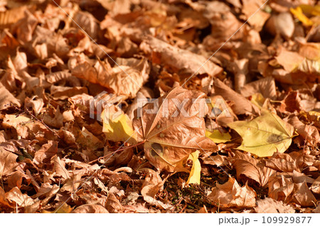 Background of yellow autumn leaves lying on the ground Background of yellow autumn leaves lying on the ground 109929877