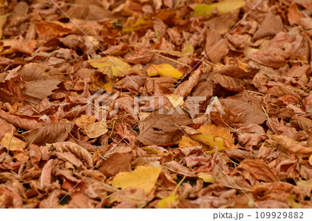 Background of yellow autumn leaves lying on the ground 109929882