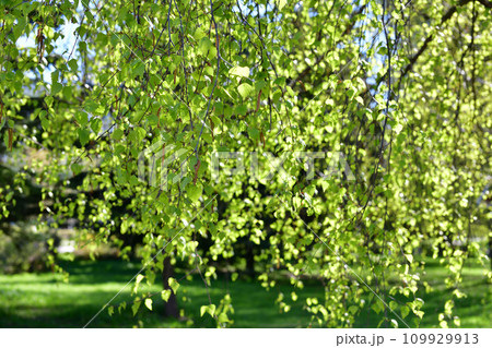 Young birch branches with catkins in spring Young birch branches with catkins in spring 109929913