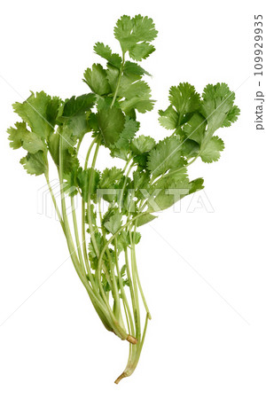 Fresh bunch of cilantro on isolated background, spice Fresh bunch of cilantro on isolated background, spice 109929935