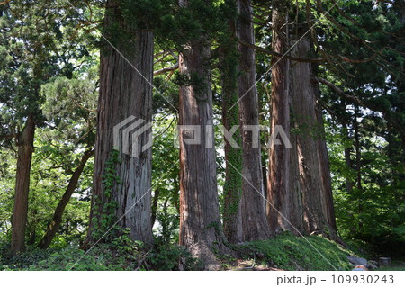 羽黒山の杉並木 109930243