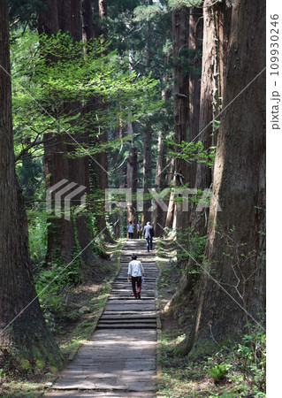 羽黒山の杉並木 109930246