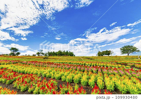 夏の那須フラワーワールド ケイトウの花畑 栃木県那須町 夏の那須フラワーワールド ケイトウの花畑 栃木県那須町 109930480