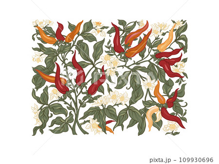 Hot chilly pepper plant with fruits and flowers. 109930696