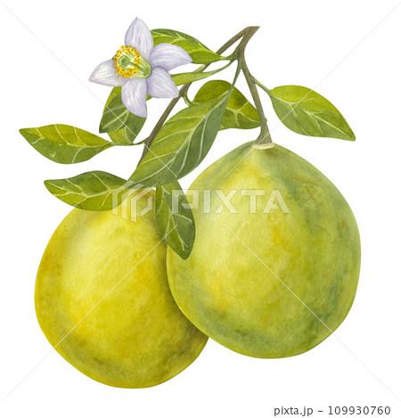Pomelo largest citrus. Fresh yellow green juicy fruit on a branch, with leaves and flower. Tropical tree. Hand drawn watercolor illustration isolated on white background. 109930760