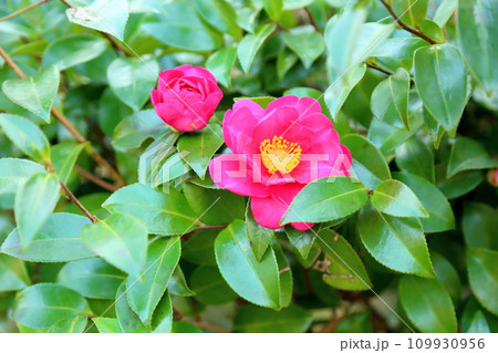 サザンカの花 サザンカの花 109930956