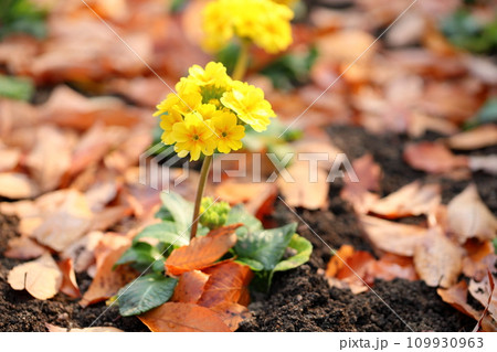 プリムラの花 プリムラの花 109930963