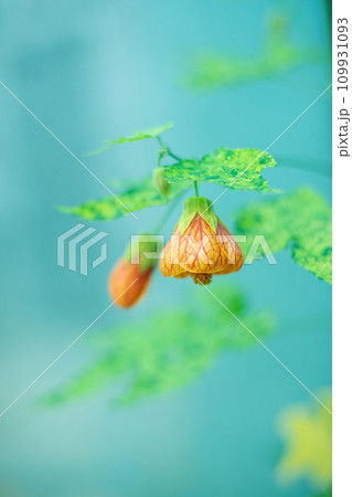 ショウジョウカ ショウジョウカ 109931093