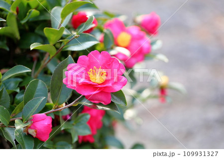 サザンカの花 サザンカの花 109931327
