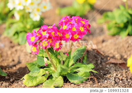 プリムラの花 プリムラの花 109931328