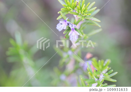 ローズマリーの花 109931633