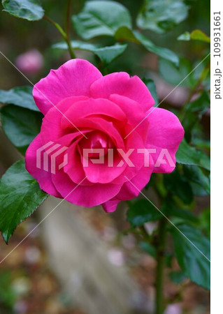 5731 バラ マヌウ メイアン 5731 バラ マヌウ メイアン 109931661