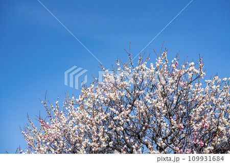 春の訪れを告げる咲き分けの梅の花 春の訪れを告げる咲き分けの梅の花 109931684