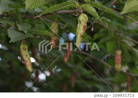 自然　植物　サワシバ、沖縄以外の日本各地に自生。秋に十センチを超える円筒形の穂をつけます 109931713