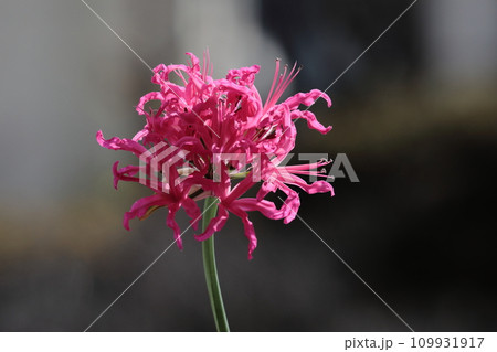 ダイヤモンドリリー 109931917