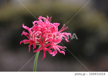 ダイヤモンドリリー 109931918