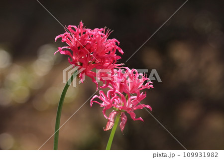 ダイヤモンドリリー ダイヤモンドリリー 109931982