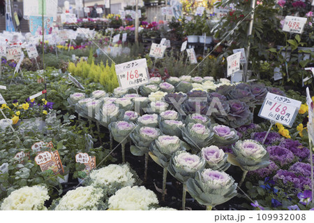 葉ボタン 冬の花屋 葉ボタン 冬の花屋 109932008