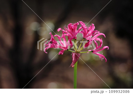 ダイヤモンドリリー 109932086