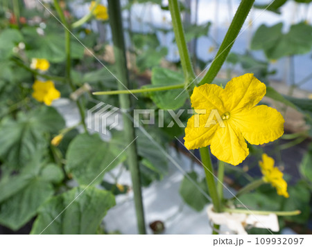 キュウリの雌花 109932097