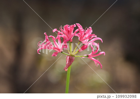 ダイヤモンドリリー 109932098