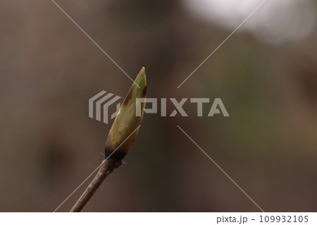 自然 植物 サワシバ、十二月の冬芽。きれいな紡錘形で一センチ前後、冬が深まると褐色が濃くなります 自然 植物 サワシバ、十二月の冬芽。きれいな紡錘形で一センチ前後、冬が深まると褐色が濃くなります 109932105