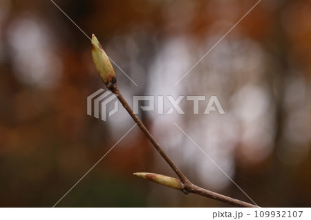 自然 植物 サワシバ、漢字で『沢柴』。山間の谷筋に生える、お爺さんが柴刈りをするのはこの木の枝? 自然 植物 サワシバ、漢字で『沢柴』。山間の谷筋に生える、お爺さんが柴刈りをするのはこの木の枝? 109932107
