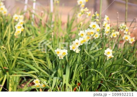 水仙の花 日本水仙 水仙の花 日本水仙 109932211
