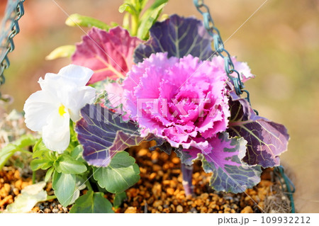 ハボタンの花 109932212