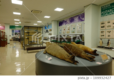 東京海洋大学マリンサイエンスミュージアム 109932427