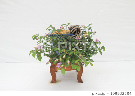 a Bonsai pine tree against a white wall 109932504