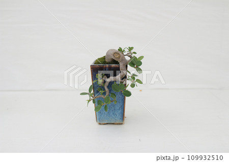 a Bonsai pine tree against a white wall a Bonsai pine tree against a white wall 109932510