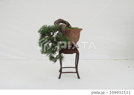 a Bonsai pine tree against a white wall a Bonsai pine tree against a white wall 109932511